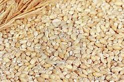 Grain - Barley Hulled